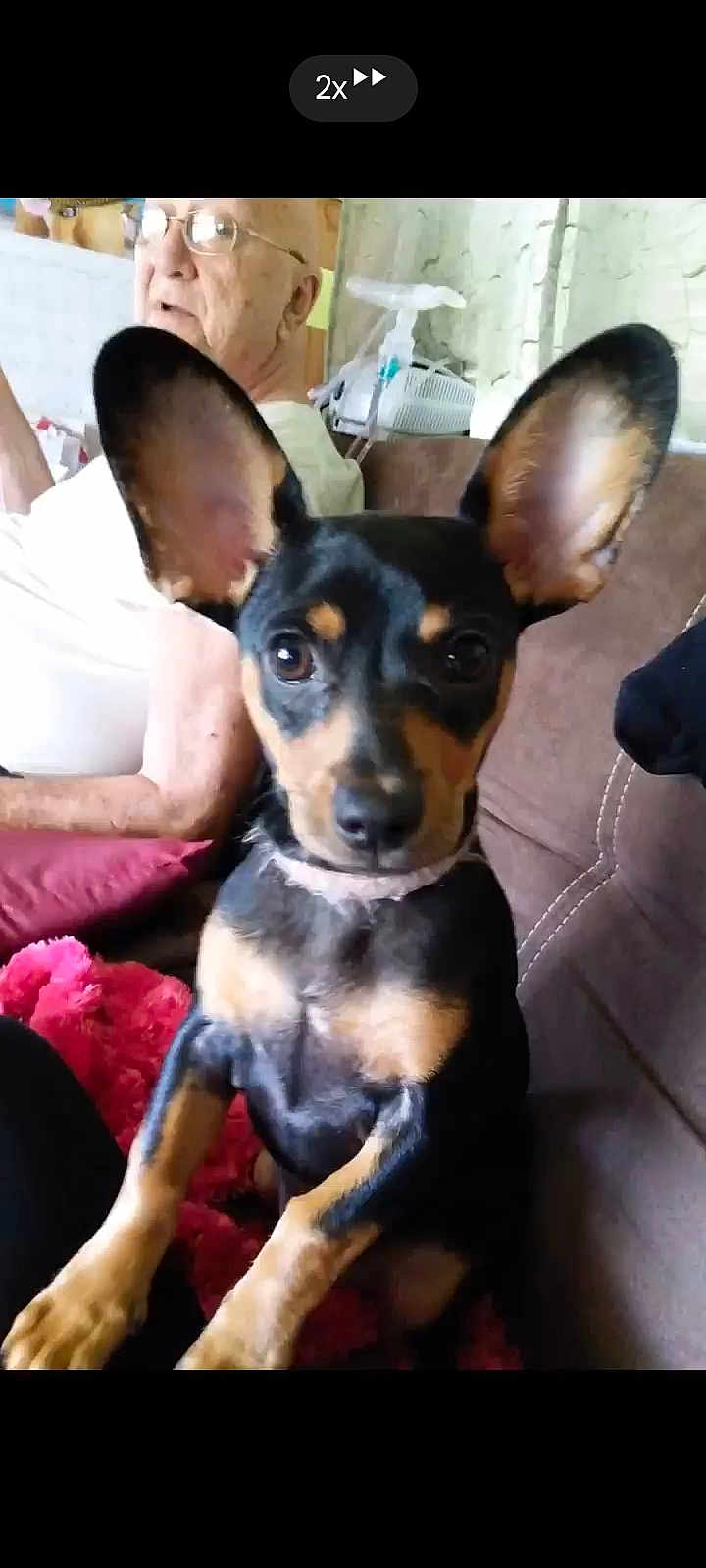 Pumpkin is registered to the contest to win money with this photo: dog, puppy, ears, black_and_tan, couch, blanket, elderly_person, glasses, indoors, pet, looking_at_camera, sitting, fur, face, human, home, comfort, curious, animal, closeup