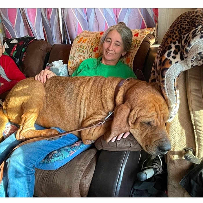 Hulk is registered to the contest to win money with this photo: blanket, casual, comfort, couch, curtains, dog, elderly_woman, furniture, home_interior, indoor, leash, living_room, person, relaxed, seated, smiling, sunlight, window, woman, wrinkled_dog