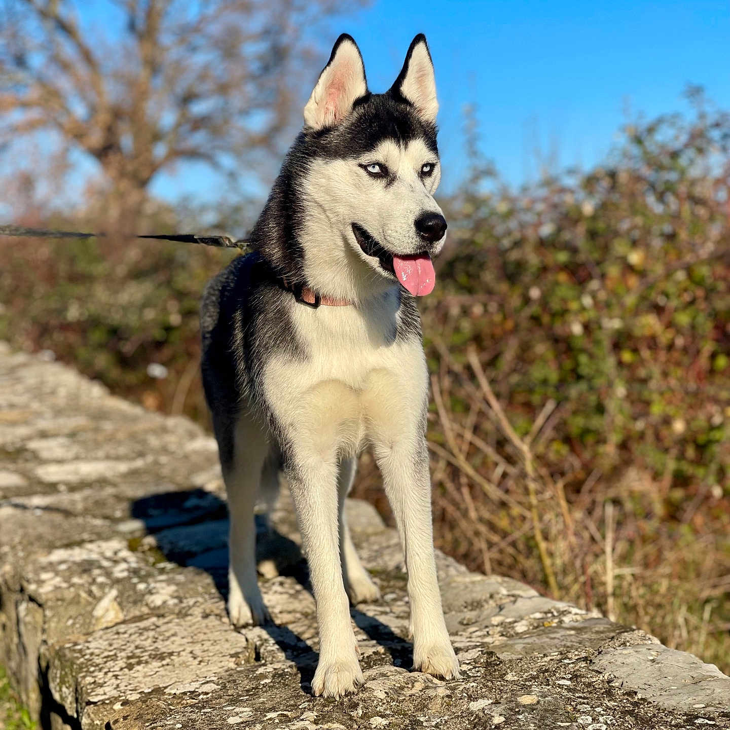 Maya participe au concours pour gagner de l'argent avec cette photo : alert, animal, blue_sky, bushes, canine, daytime, dog, fur, leash, mammal, nature, outdoor, pet, portrait, siberian_husky, standing, stone_wall, sunlight, tongue_out, tree