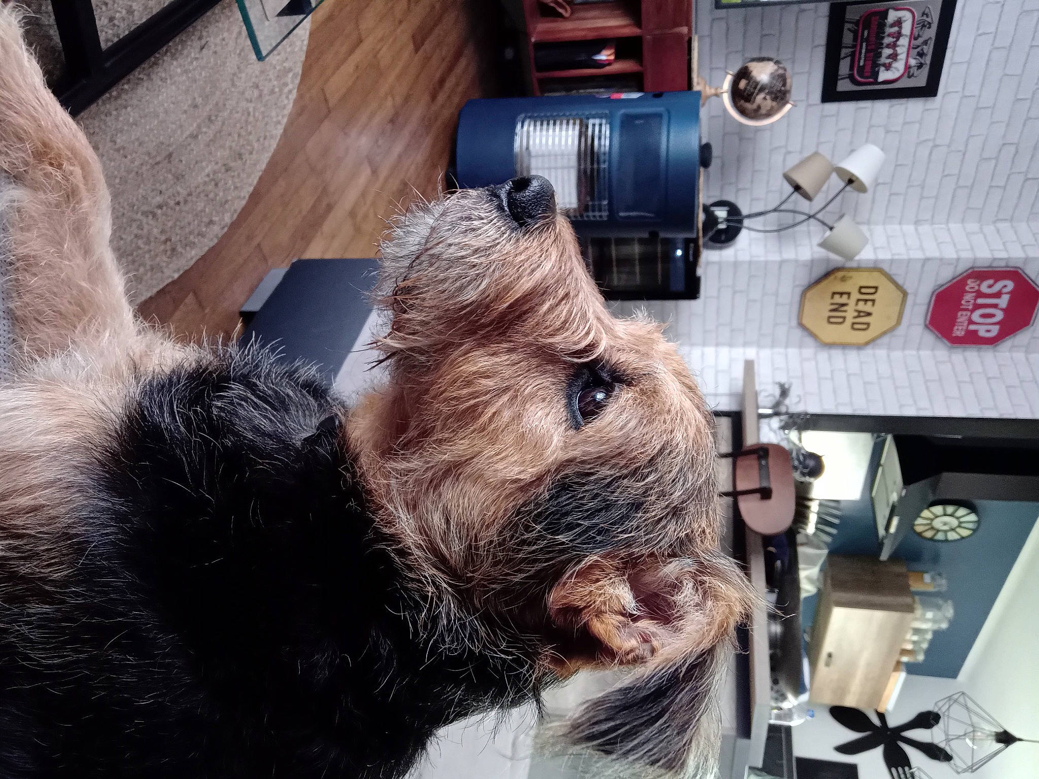 Luigi participe au concours pour gagner de l'argent avec cette photo : bear, brown_bear, canidae, carnivore, companion_dog, dog_breed, fur, machine, metal, selfie, snout, sporting_group, stuffed_toy, terrestrial_animal, toy, whiskers, wood, working_animal