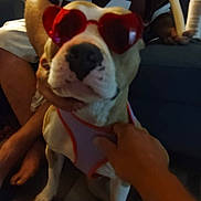 Juno is registered to the contest to win money with this photo: dog, pet, indoor, person, hand, sunglasses, heart_shaped, harness, floor, couch, casual, blurred, brown, white, legs, seated, holding, animal, cute, accessory