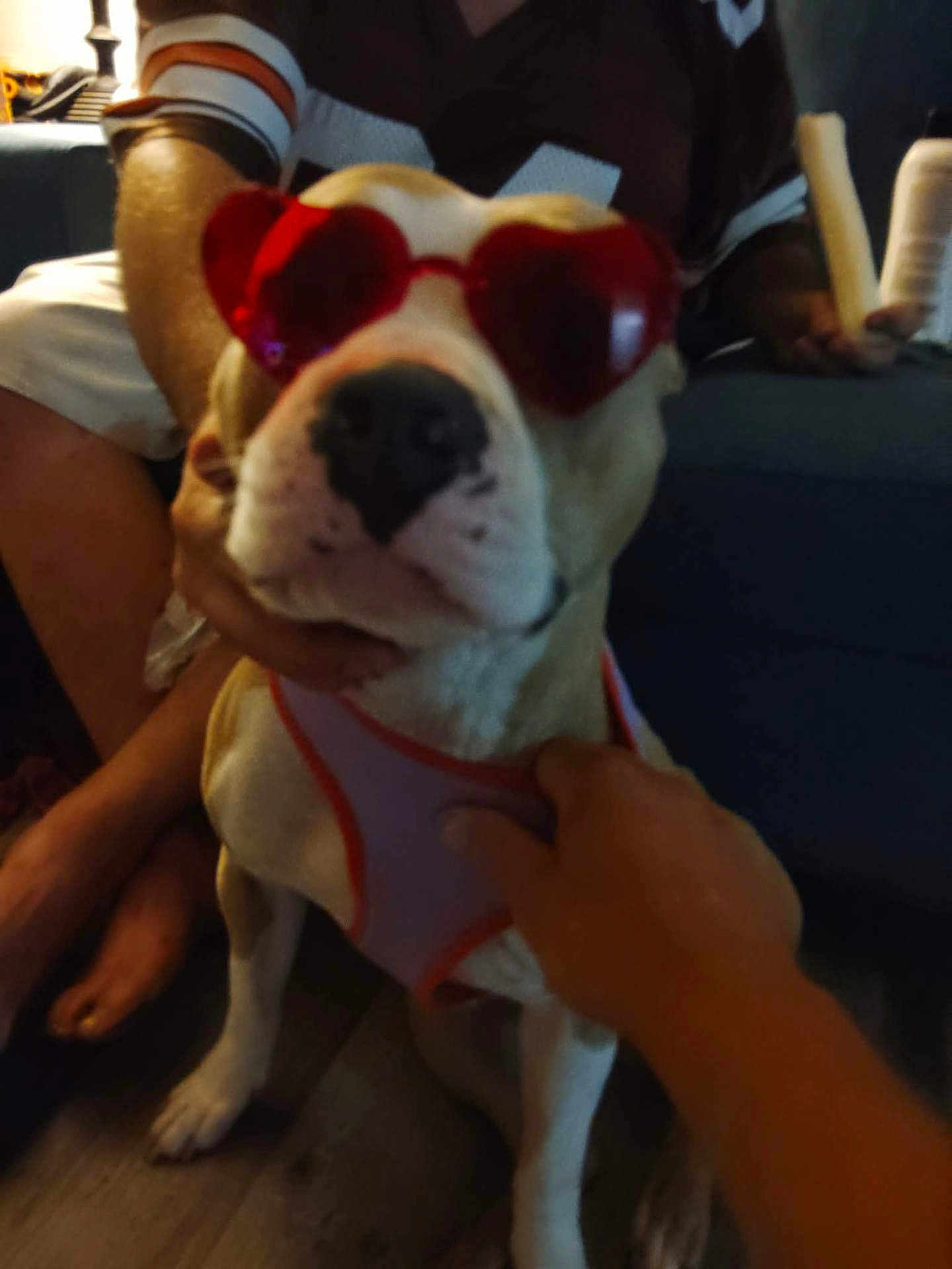 Juno is registered to the contest to win money with this photo: dog, pet, indoor, person, hand, sunglasses, heart_shaped, harness, floor, couch, casual, blurred, brown, white, legs, seated, holding, animal, cute, accessory
