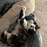 kitten, cat, calico, pet, indoor, blanket, quilt, cozy, fur, whiskers, playful, stretching, sleepy, cute, domestic_animal, animal, bed, relaxing, feline, collar