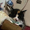 kitten, cat, calico, furry, pet, collar, slipper, footwear, brown, fuzzy, soft, red_carpet, indoor, cozy, closeup, blurred_background, homedecor, accessory, cute, resting