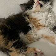 Snowball is registered to the contest to win money with this photo: cat, kitten, calico, sleeping, fluffy, pet, animal, paw, nose, fur, relaxed, cozy, indoor, cute, whiskers, mammal, closeup, resting, young, adorable