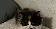 Snowball joined the competition — help win amazing prizes! kitten, cat, calico, fluffy, pet, animal, cute, sleepy, paws, fur, indoor, cozy, texture, pillow, resting, small, adorable, young, closeup, quiet