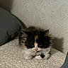 kitten, cat, calico, fluffy, pet, animal, cute, sleepy, paws, fur, indoor, cozy, texture, pillow, resting, small, adorable, young, closeup, quiet