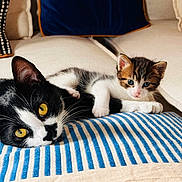 Agathe Et Onyx a rejoint le concours — aidez-le/la à gagner de superbes lots ! cat, kitten, black_and_white_cat, tabby_kitten, yellow_eyes, blue_eyes, striped_cushion, sofa, indoor, pet, animal, cute, relaxed, resting, fur, whiskers, paws, domestic_cat, cozy, companion