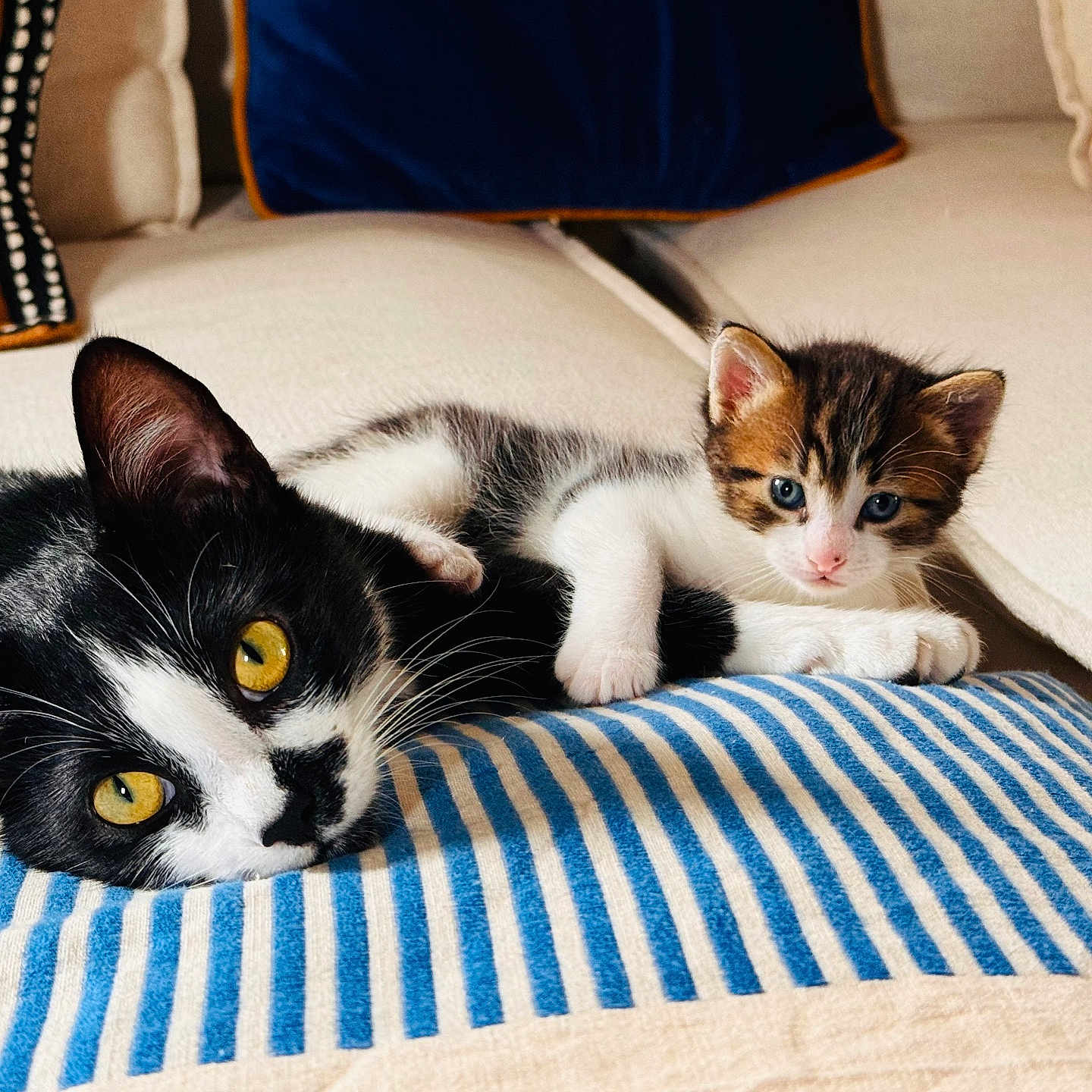 Agathe Et Onyx a rejoint le concours — aidez-le/la à gagner de superbes lots ! animal, black_and_white_cat, blue_eyes, cat, companion, cozy, cute, domestic_cat, fur, indoor, kitten, paws, pet, relaxed, resting, sofa, striped_cushion, tabby_kitten, whiskers, yellow_eyes