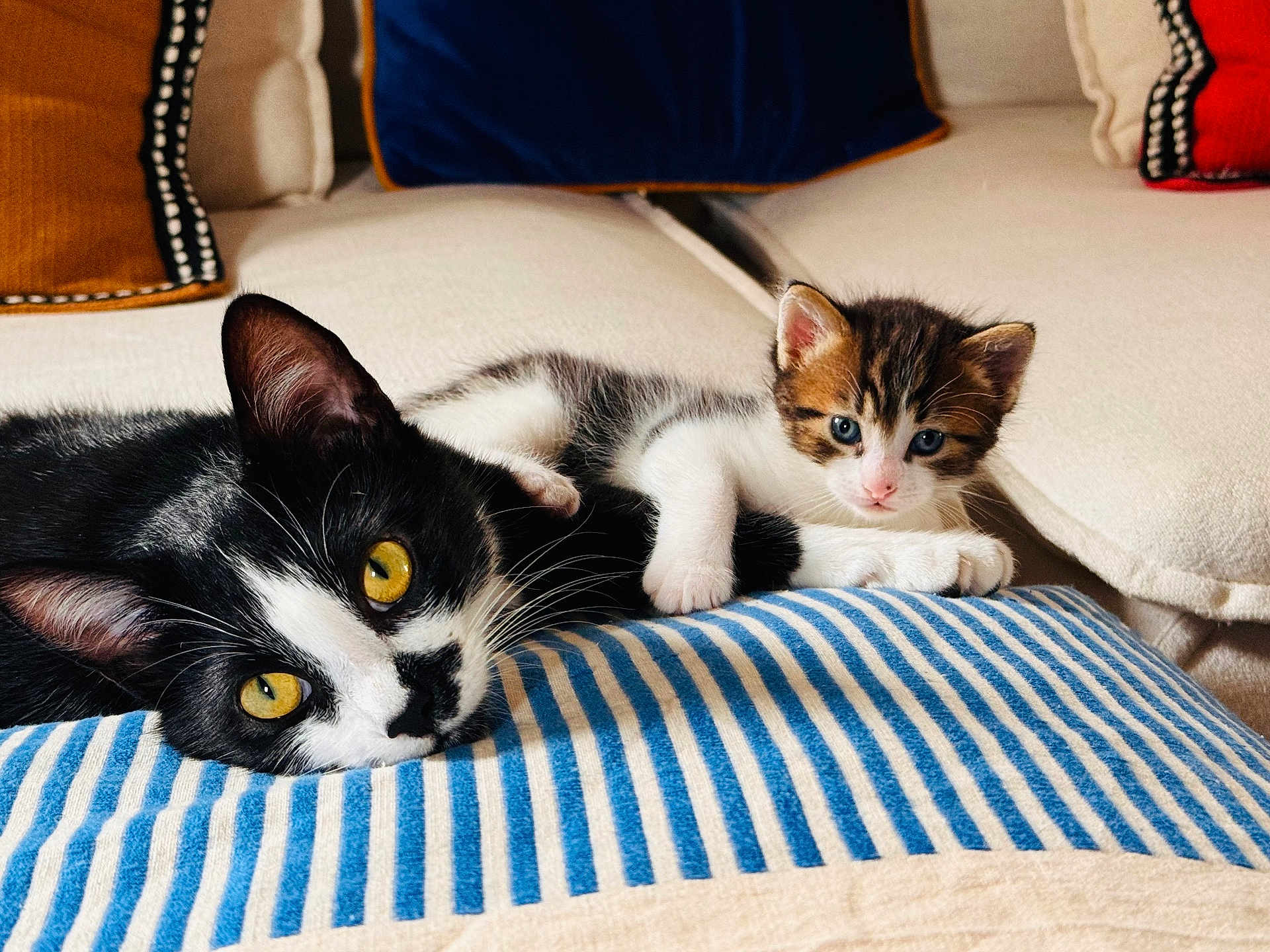 Agathe Et Onyx a rejoint le concours — aidez-le/la à gagner de superbes lots ! cat, kitten, black_and_white_cat, tabby_kitten, yellow_eyes, blue_eyes, striped_cushion, sofa, indoor, pet, animal, cute, relaxed, resting, fur, whiskers, paws, domestic_cat, cozy, companion