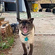 Sinatra joined the competition — help win amazing prizes! animal, basket, cat, collar, concrete_path, door, fence, mouth_open, outdoor, pet, plants, siamese_cat, sidewalk, table, tag, tree, wagon, walking, yawning, yellow_bucket