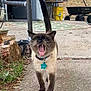 animal, basket, cat, collar, concrete_path, door, fence, mouth_open, outdoor, pet, plants, siamese_cat, sidewalk, table, tag, tree, wagon, walking, yawning, yellow_bucket