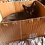 Loki joined the competition — help win amazing prizes! animal, blackcat, box, boy, cardboard, carton, cat, child, clothing, indoors, jeans, kitten, male, manx, package, packagedelivery, pants, person, pet, sleeping