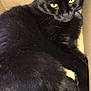 Loki is registered to the contest to win money with this photo: abyssinian, animal, blackcat, cat, kitten, manx, pet