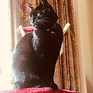 Loki is registered to the contest to win money with this photo: animal, architecture, armchair, blackcat, building, cat, chair, couch, curtain, cushion, furniture, homedecor, indoors, kitten, livingroom, manx, pet, plant, pottedplant, window
