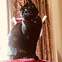 animal, architecture, armchair, blackcat, building, cat, chair, couch, curtain, cushion, furniture, homedecor, indoors, kitten, livingroom, manx, pet, plant, pottedplant, window