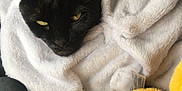 Loki is registered to the contest to win money with this photo: animal, baby, bed, blackcat, blanket, cat, couch, furniture, homedecor, kitten, laundry, linen, manx, person, pet, plush, quilt, sleeping, towel, toy