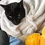 animal, baby, bed, blackcat, blanket, cat, couch, furniture, homedecor, kitten, laundry, linen, manx, person, pet, plush, quilt, sleeping, towel, toy