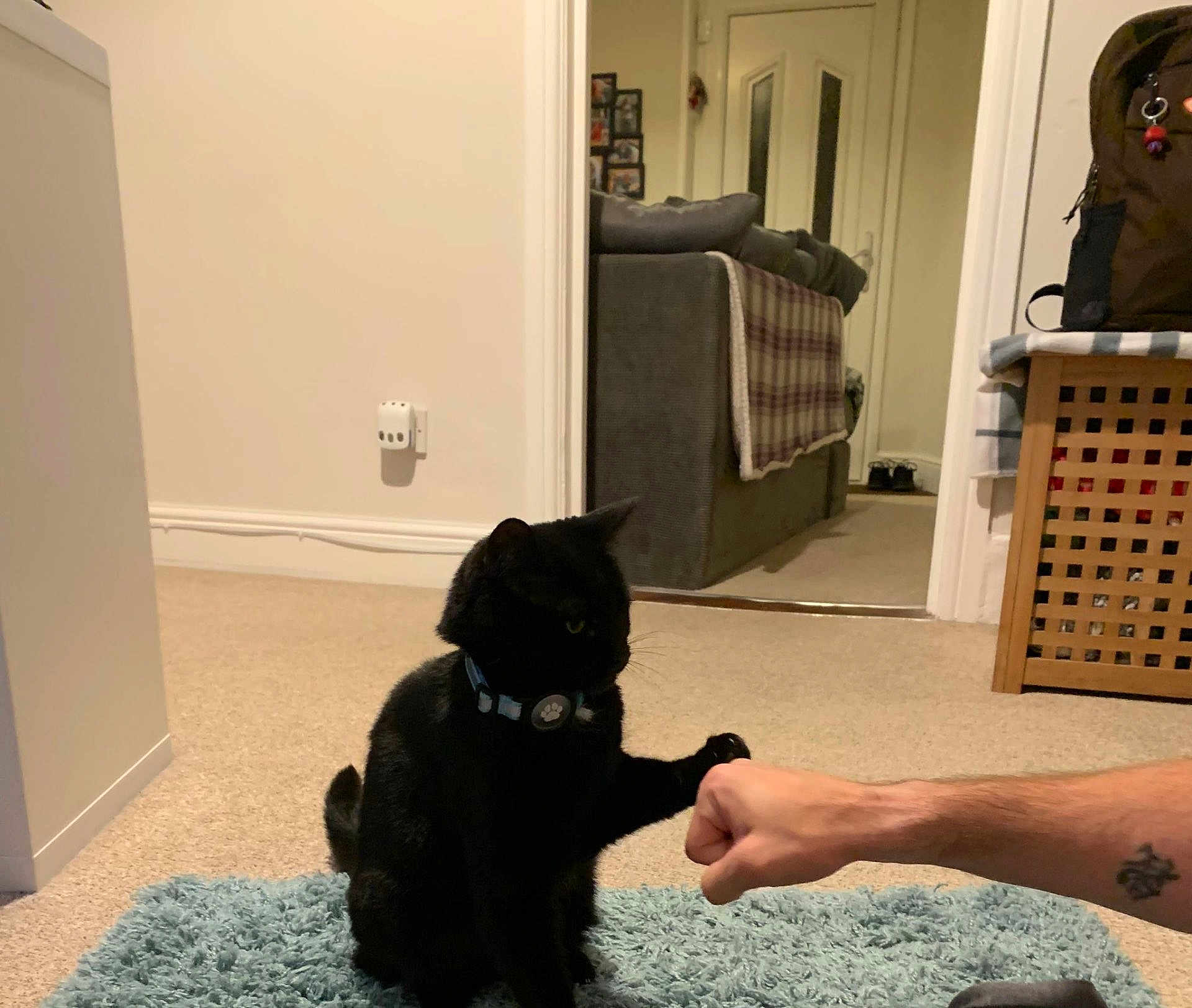 Loki is registered to the contest to win money with this photo: accessories, animal, art, baby, bag, blackcat, bodypart, canine, cat, couch, finger, furniture, hand, handbag, homedecor, indoors, interiordesign, kitten, person, pet