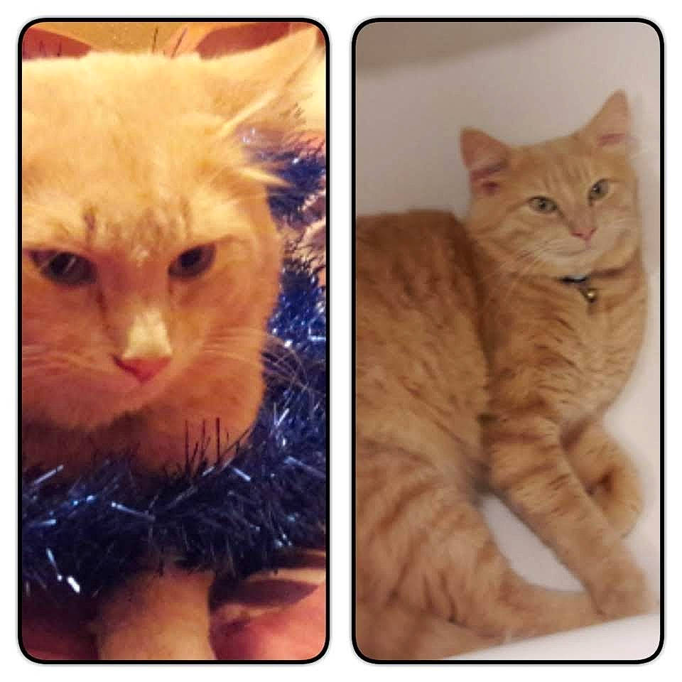 Naïco participe au concours pour gagner de l'argent avec cette photo : american_bobtail, asian, carnivore, cat, computer_accessory, domestic_short_haired_cat, electronic_device, european_shorthair, eye, felidae, kitten, mousepad, person, small_to_medium_sized_cats, square, tabby_cat, technology, whiskers