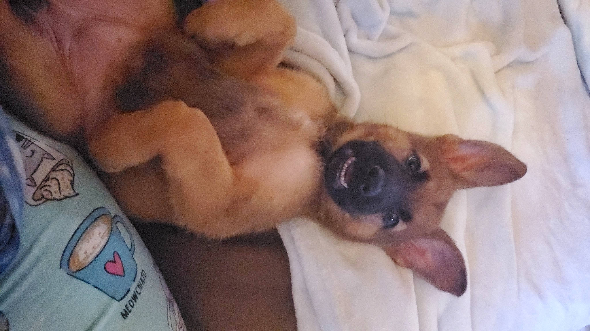 Tezka joined the competition — help win amazing prizes! canidae, carnivore, comfort, companion_dog, dog, dog_breed, fawn, fur, non_sporting_group, paw, snout, sporting_group, toy_dog, whiskers, working_animal, wrinkle