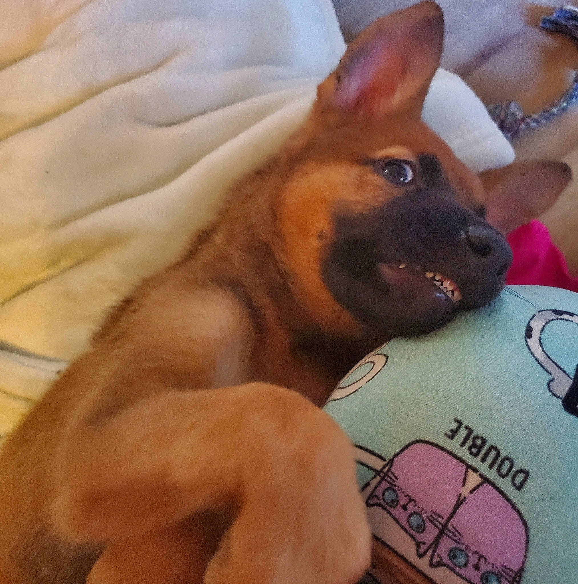 Tezka joined the competition — help win amazing prizes! carnivore, chest, chihuahua, comfort, companion_dog, dog, dog_breed, ear, fawn, human_leg, jaw, paw, pomeranian, snout, spitz, sporting_group, toy_dog, trunk, whiskers, working_animal