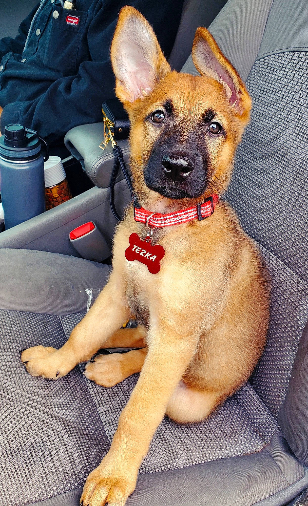 Tezka is registered to the contest to win money with this photo: ancient_dog_breeds, canidae, carnivore, collar, companion_dog, dog, dog_breed, dog_collar, fawn, fur, guard_dog, non_sporting_group, paw, snout, sporting_group, whiskers, working_animal, working_dog