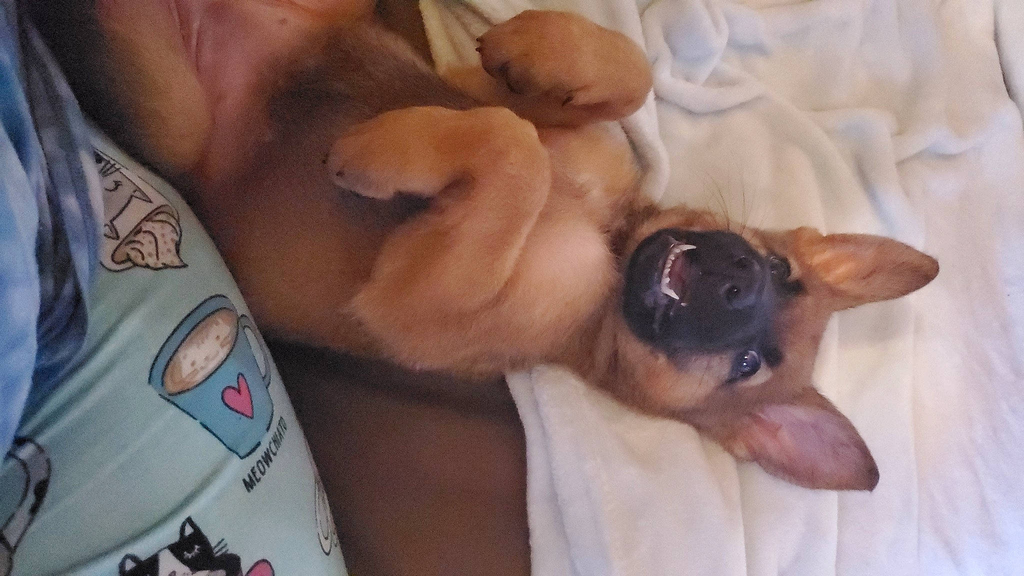 Tezka is registered to the contest to win money with this photo: canidae, carnivore, comfort, companion_dog, dog, dog_breed, ear, fawn, fur, linens, nail, nap, paw, puppy_love, snout, sporting_group, toy_dog, whiskers, working_animal, wrinkle