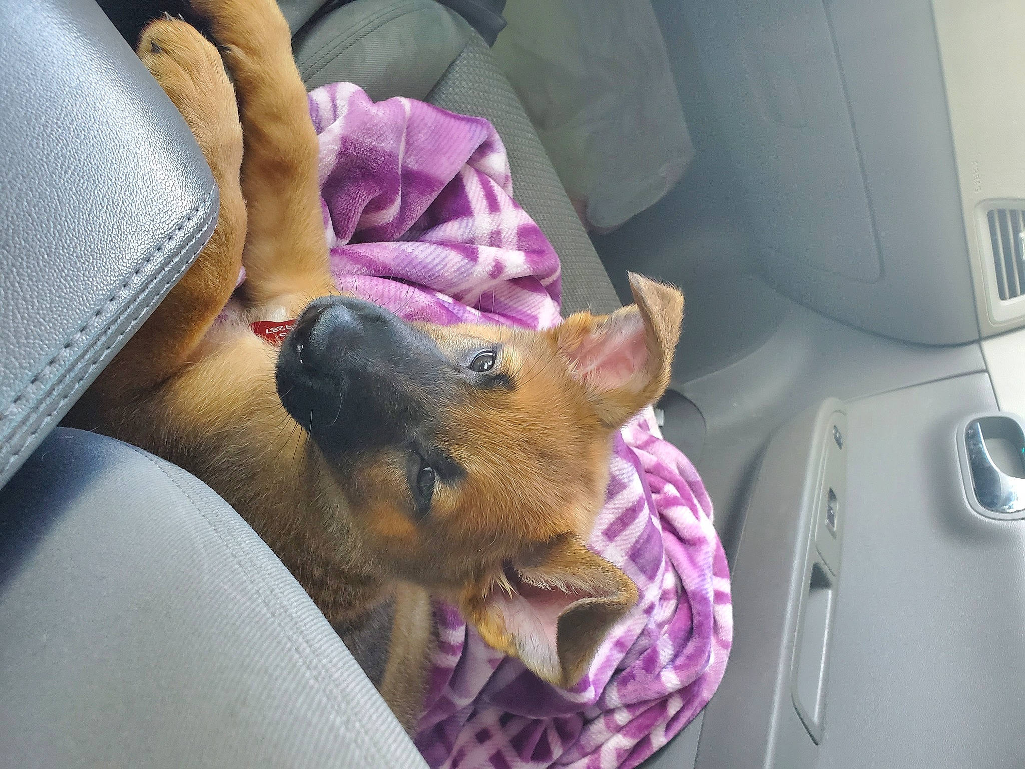 Tezka is registered to the contest to win money with this photo: canidae, car_seat, car_seat_cover, carnivore, comfort, companion_dog, couch, dog, dog_breed, door, ear, fawn, fur, lap, mammal, purple, snout, sporting_group, vehicle_door, whiskers