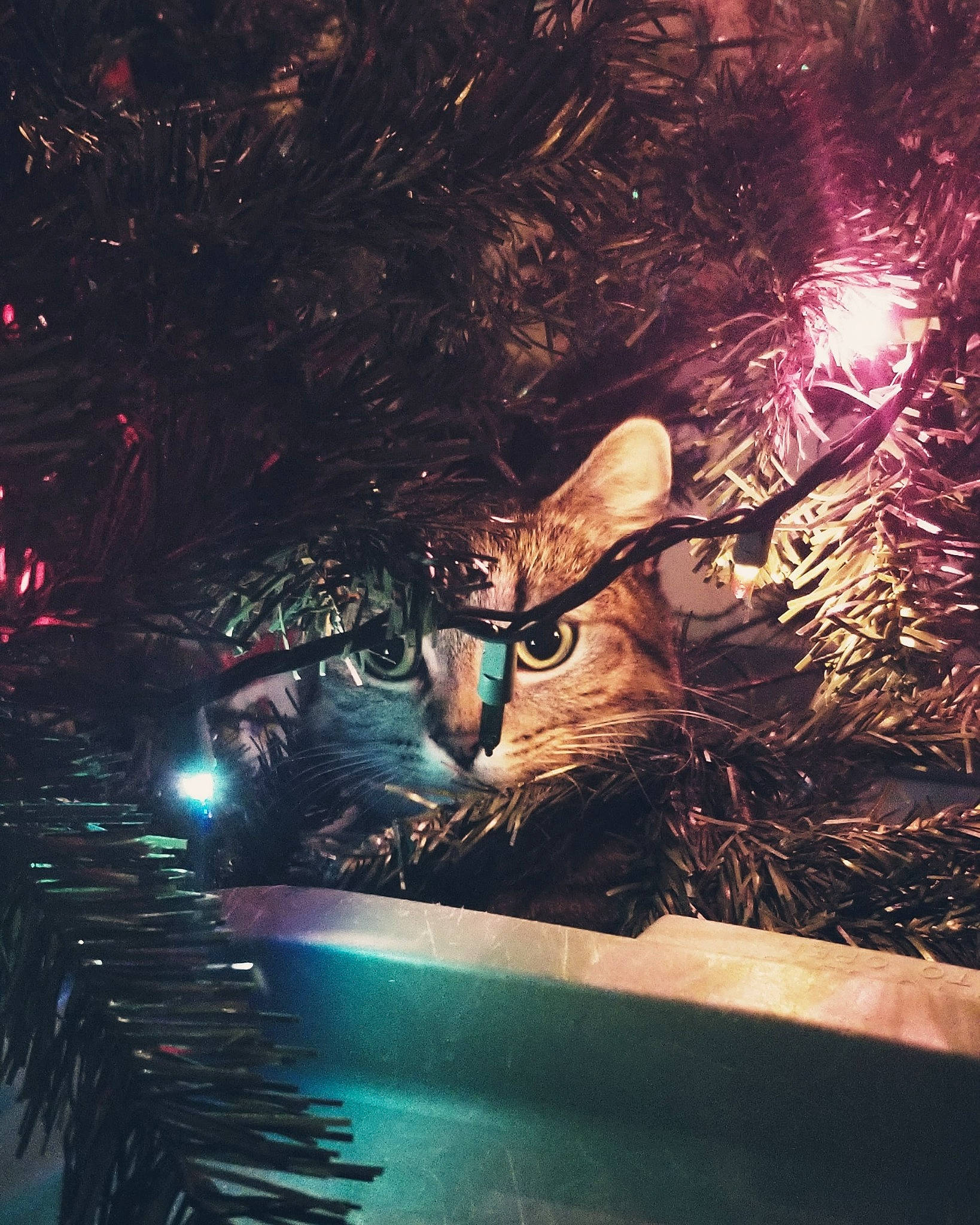 Indica joined the competition — help win amazing prizes! branch, christmas, christmas_decoration, christmas_ornament, christmas_tree, darkness, electric_blue, event, holiday, holiday_ornament, midnight, ornament, plant, sky, space, street_light, tints_and_shades, tree, winter, woody_plant