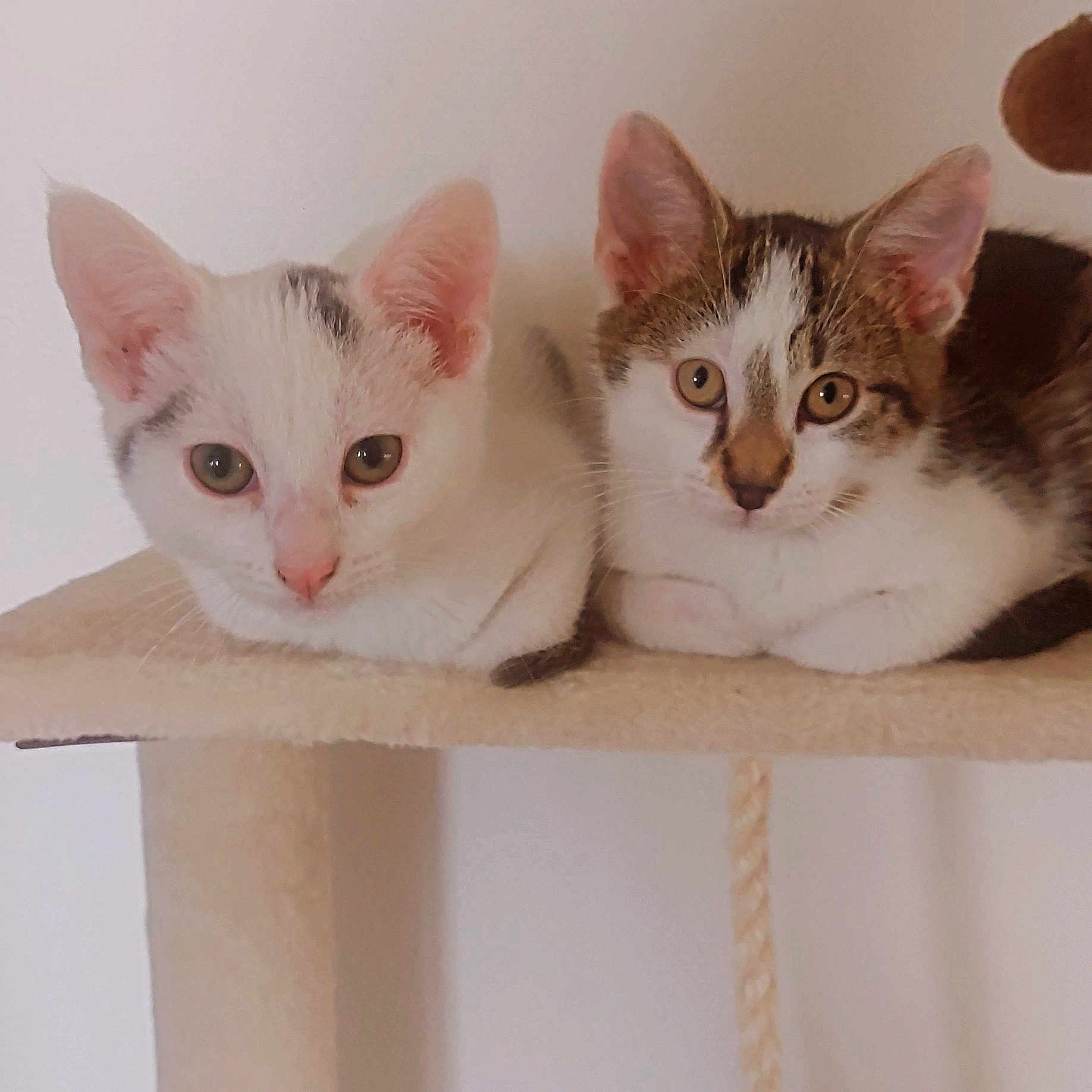 Tom Et Jerry