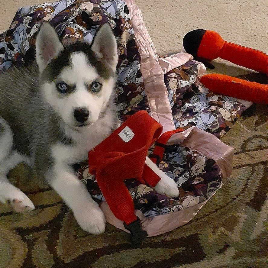 Willow is registered to the contest to win money with this photo: animal, ball, canine, cat, clothing, costume, couch, dog, eskimodog, football, furniture, homedecor, husky, person, pet, puppy, soccer, soccerball, sport, whitedog