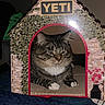 Bocephus joined the competition — help win amazing prizes! cat, tabby_cat, cardboard_house, pet_house, indoor, ivy_pattern, pink_flowers, vase, cozy, feline, animal, resting, fur, paws, whiskers, home, blanket, decor, relaxed, cute