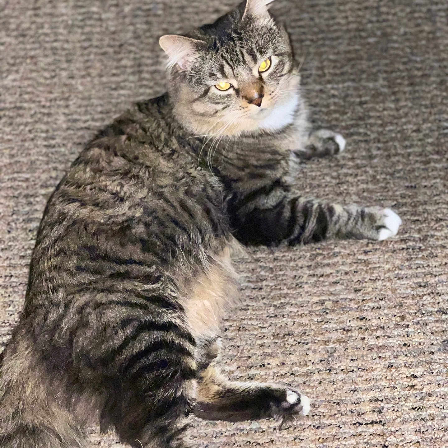 Bocephus is registered to the contest to win money with this photo: cat, tabby, feline, pet, animal, yellow_eyes, fur, whiskers, paws, carpet, indoor, relaxed, lying_down, curious, mischievous, texture, striped, domestic_cat, cute, household