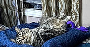 Bocephus is registered to the contest to win money with this photo: cat, tabby_cat, bed, blanket, blue_blanket, curtains, patterned_curtains, window, blinds, plush_toy, purple_toy, furniture, indoor, relaxed_cat, resting, cozy, pet, animal, person_leg, home
