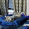 cat, tabby_cat, bed, blanket, blue_blanket, curtains, patterned_curtains, window, blinds, plush_toy, purple_toy, furniture, indoor, relaxed_cat, resting, cozy, pet, animal, person_leg, home
