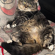 Bocephus joined the competition — help win amazing prizes! cat, tabby, fluffy, pet, animal, feline, relaxed, indoor, blanket, cozy, fur, paw, tail, cute, resting, pattern, comfort, lying_down, whiskers, eyes