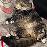 cat, tabby, fluffy, pet, animal, feline, relaxed, indoor, blanket, cozy, fur, paw, tail, cute, resting, pattern, comfort, lying_down, whiskers, eyes