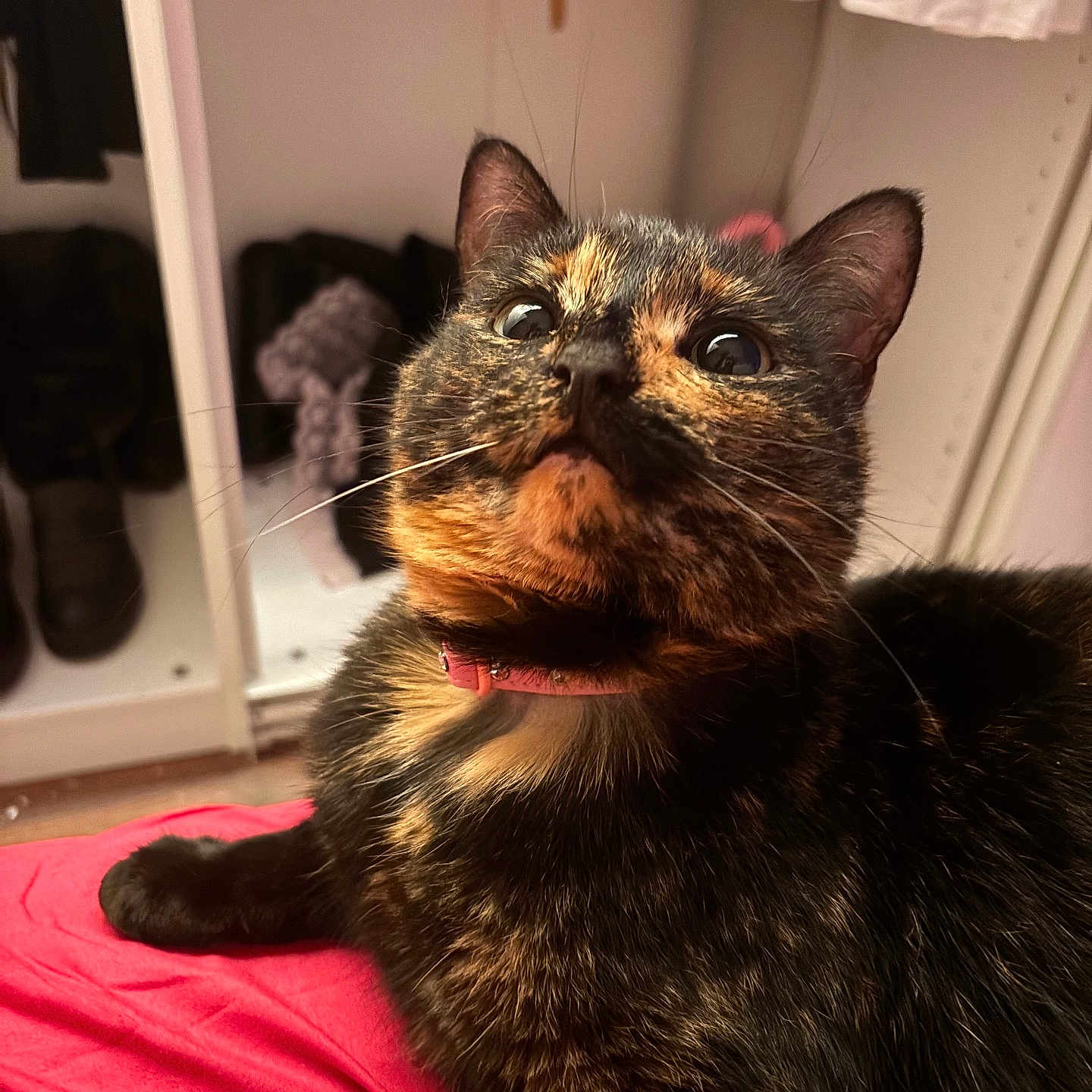 Melog joined the competition — help win amazing prizes! abyssinian, animal, architecture, brasssection, building, cat, clothing, footwear, furniture, hardwood, horn, indoors, kitten, livingroom, manx, musicalinstrument, pet, room, shoe, wood