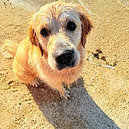 Usko a rejoint le concours — aidez-le/la à gagner de superbes lots ! golden_retriever, dog, beach, sand, wet_fur, close_up, portrait, nose, eyes, paw, shadow, sunlight, water, seaside, pet, sandy, curious, fluffy, muzzle, outdoor