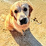 golden_retriever, dog, beach, sand, wet_fur, close_up, portrait, nose, eyes, paw, shadow, sunlight, water, seaside, pet, sandy, curious, fluffy, muzzle, outdoor
