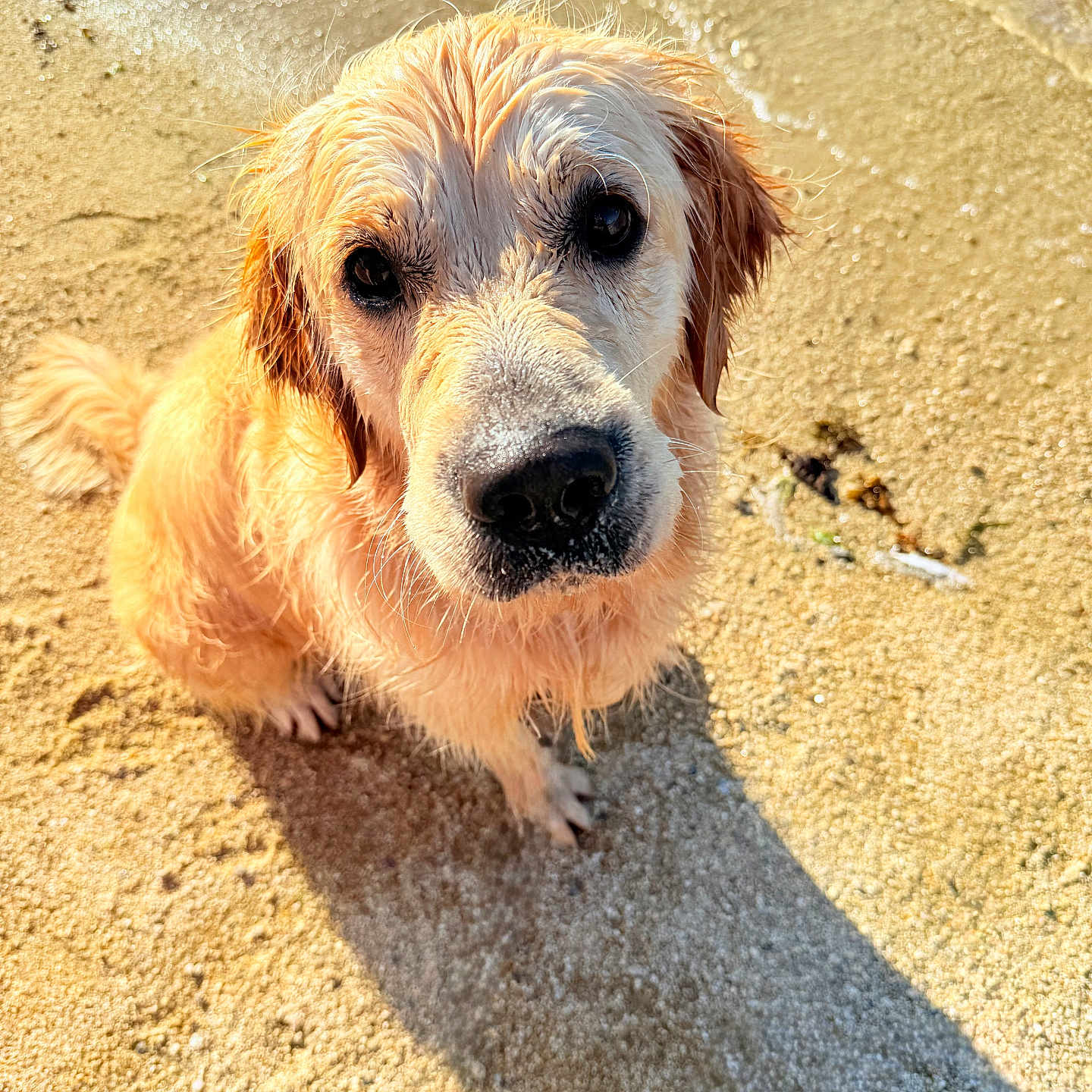 Usko a rejoint le concours — aidez-le/la à gagner de superbes lots ! beach, close_up, curious, dog, eyes, fluffy, golden_retriever, muzzle, nose, outdoor, paw, pet, portrait, sand, sandy, seaside, shadow, sunlight, water, wet_fur