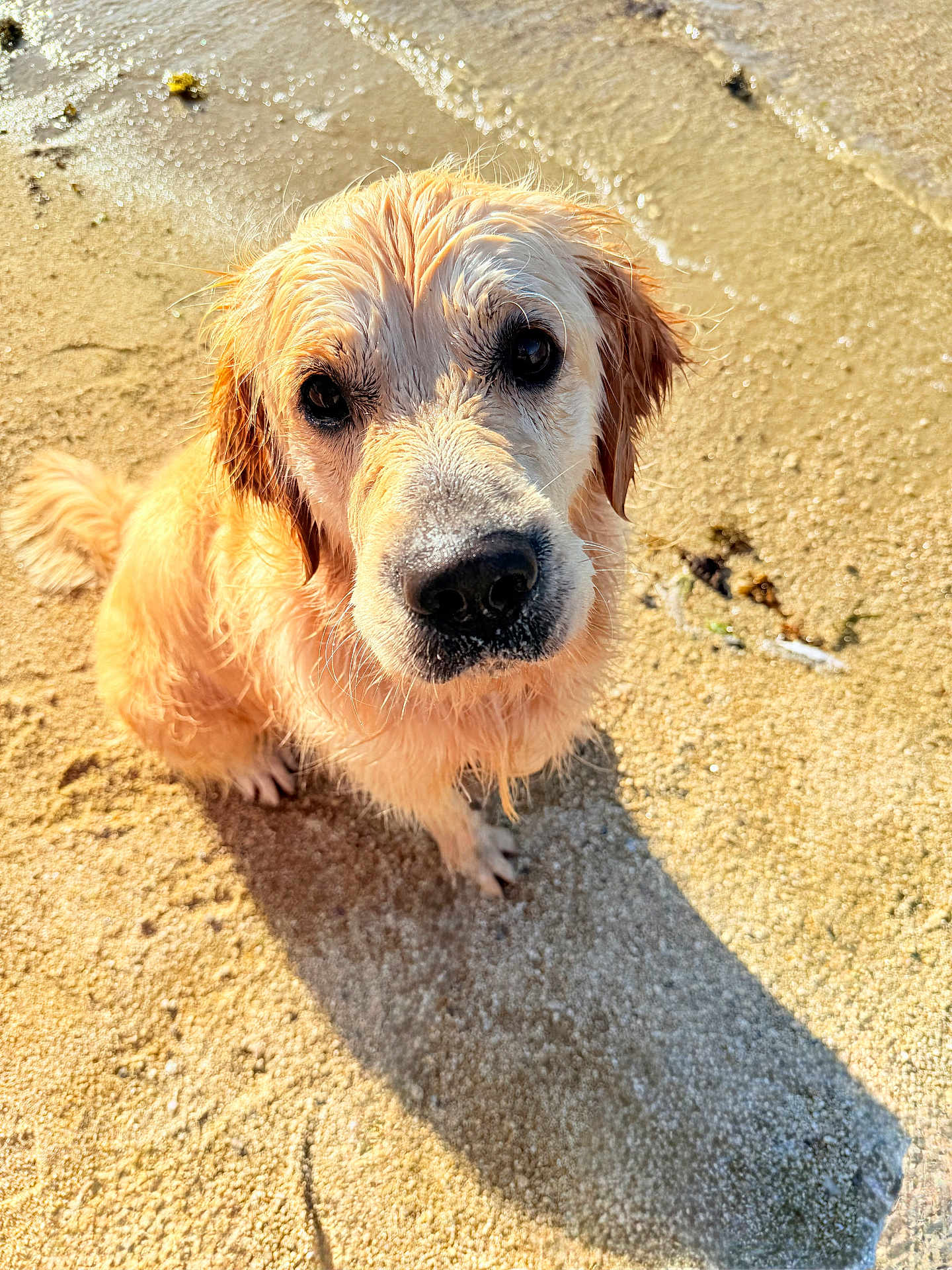 Usko a rejoint le concours — aidez-le/la à gagner de superbes lots ! golden_retriever, dog, beach, sand, wet_fur, close_up, portrait, nose, eyes, paw, shadow, sunlight, water, seaside, pet, sandy, curious, fluffy, muzzle, outdoor