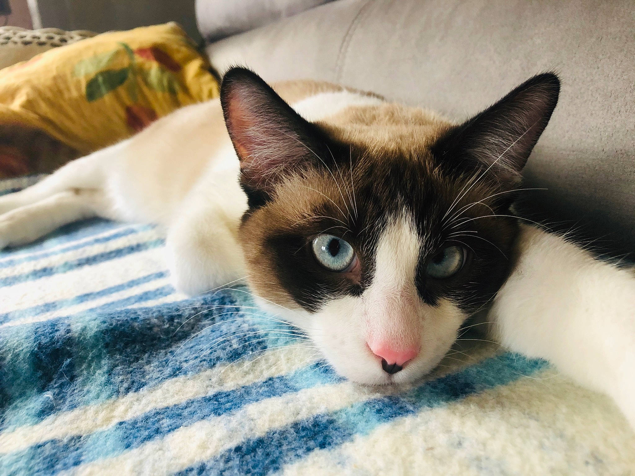 Phénix participe au concours pour gagner de l'argent avec cette photo : aegean_cat, carnivore, cat, domestic_short_haired_cat, ear, eye, felidae, fur, head, kitten, mammal, nap, nose, ojos_azules, skin, small_to_medium_sized_cats, snout, snowshoe, thai, whiskers