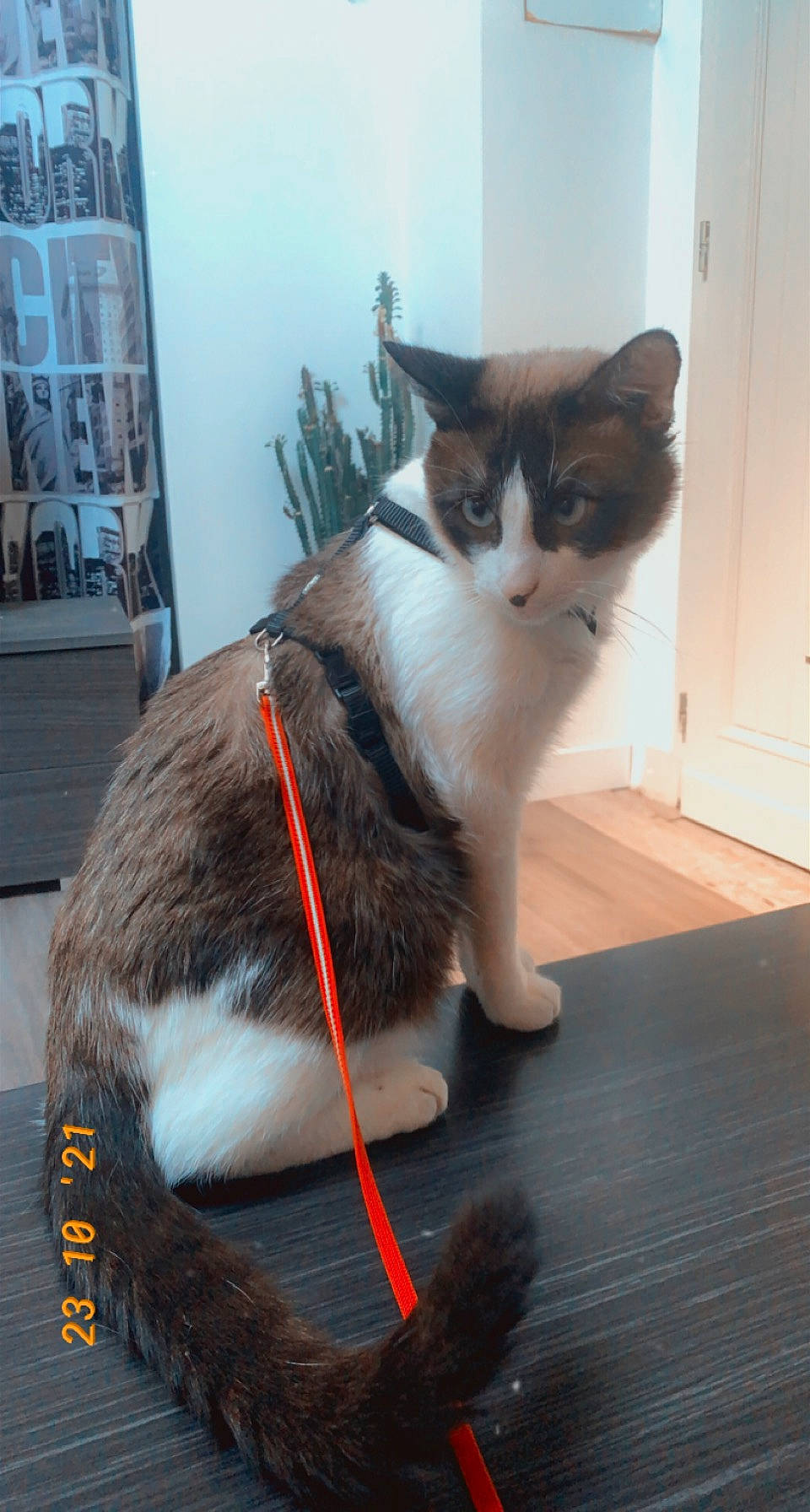 Phoenix a rejoint le concours — aidez-le/la à gagner de superbes lots ! box, carnivore, cat, collar, comfort, domestic_short_haired_cat, felidae, flooring, formal_wear, fur, hardwood, lap, paw, plant, sitting, small_to_medium_sized_cats, snout, tail, whiskers, wood