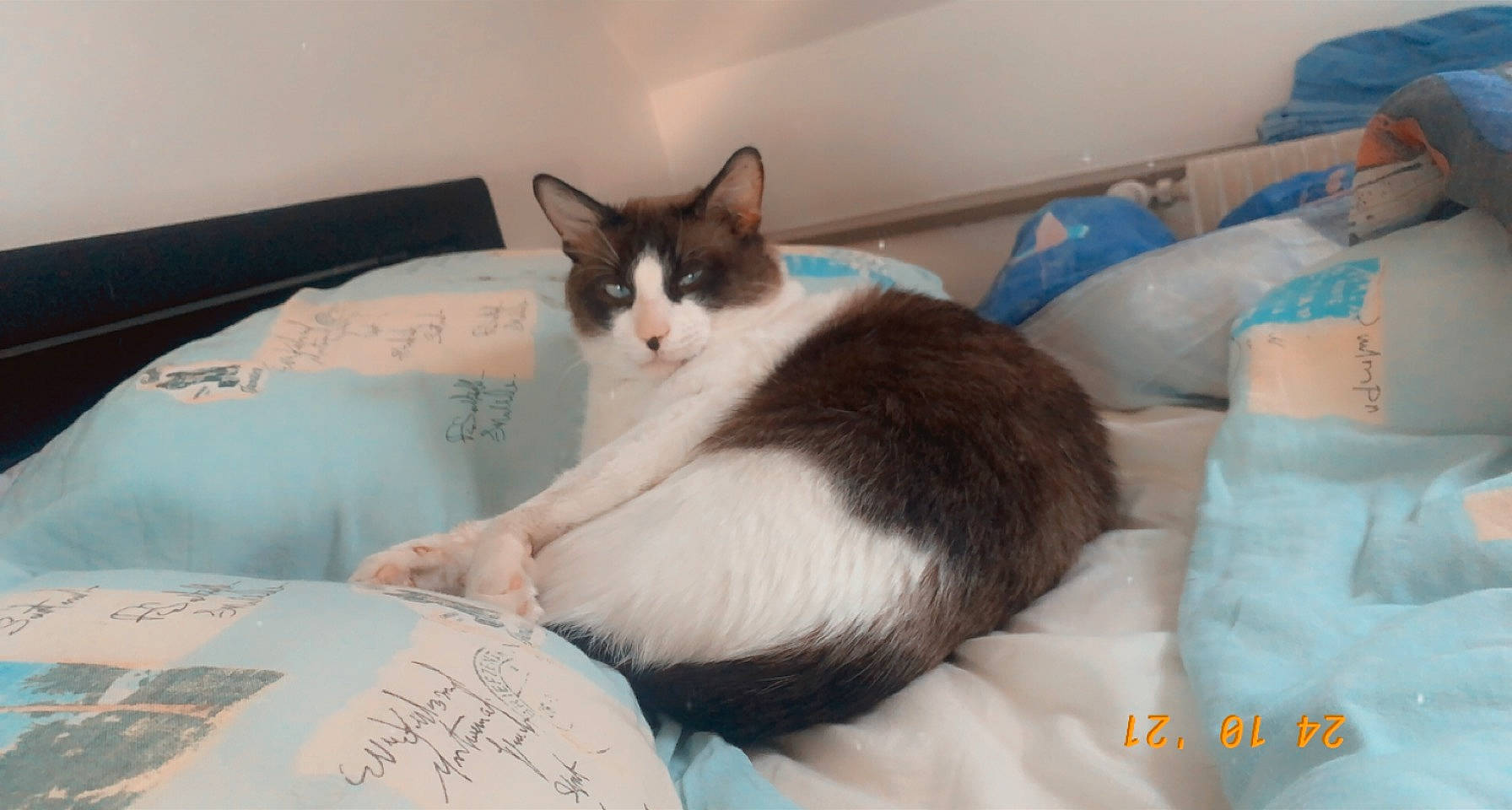 Phoenix participe au concours pour gagner de l'argent avec cette photo : bed, bedding, carnivore, cat, comfort, domestic_short_haired_cat, felidae, fur, handwriting, lap, linens, paper_product, pet_supply, room, small_to_medium_sized_cats, tail, whiskers