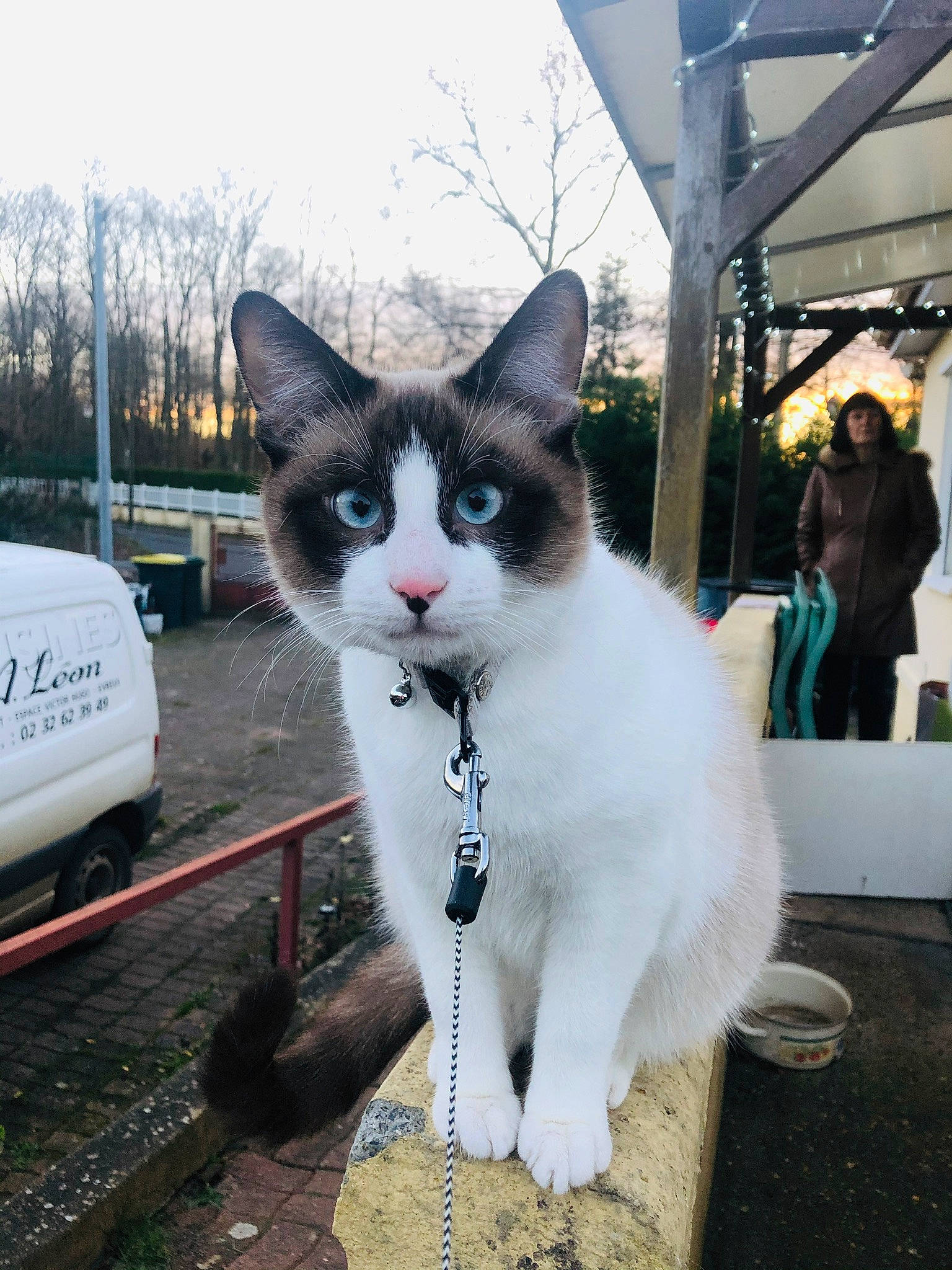 Phoenix participe au concours pour gagner de l'argent avec cette photo : automotive_exterior, automotive_lighting, automotive_tire, carnivore, cat, domestic_short_haired_cat, felidae, fur, paw, plant, road, sky, small_to_medium_sized_cats, snout, tail, tire, tree, vehicle, vehicle_registration_plate, whiskers