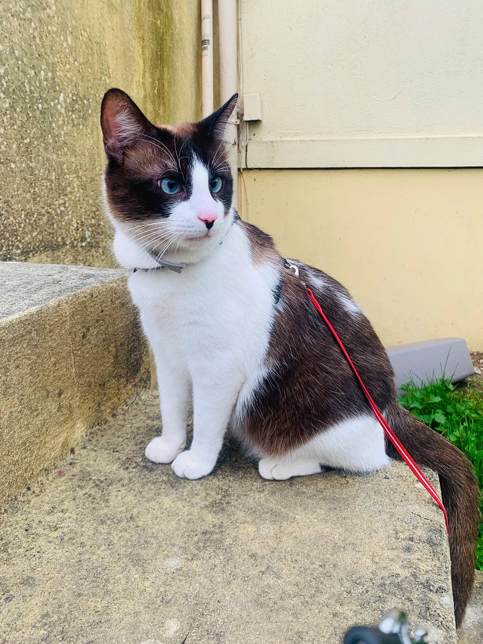 Phoenix a rejoint le concours — aidez-le/la à gagner de superbes lots ! carnivore, cat, domestic_short_haired_cat, eye, felidae, foot, formal_wear, fur, grass, grey, human_body, human_leg, paw, plant, road_surface, sitting, small_to_medium_sized_cats, snout, tail, whiskers