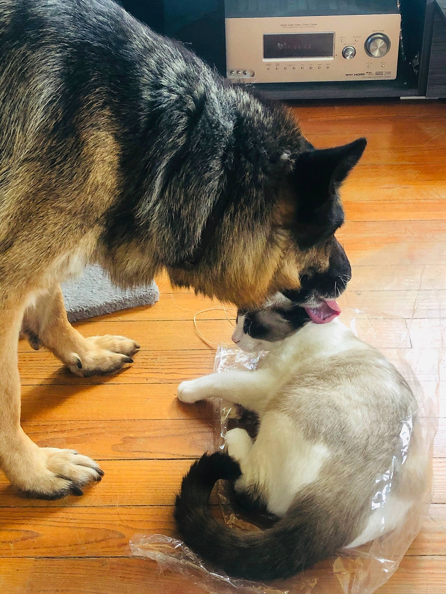 Phénix participe au concours pour gagner de l'argent avec cette photo : canidae, carnivore, dog, dog_breed, east_european_shepherd, german_shepherd_dog, king_shepherd, kunming_wolfdog, mammal, native_american_indian_dog, northern_inuit_dog, norwegian_elkhound, old_german_shepherd_dog, paw, shiloh_shepherd_dog, snout, tail, vertebrate, wolfdog