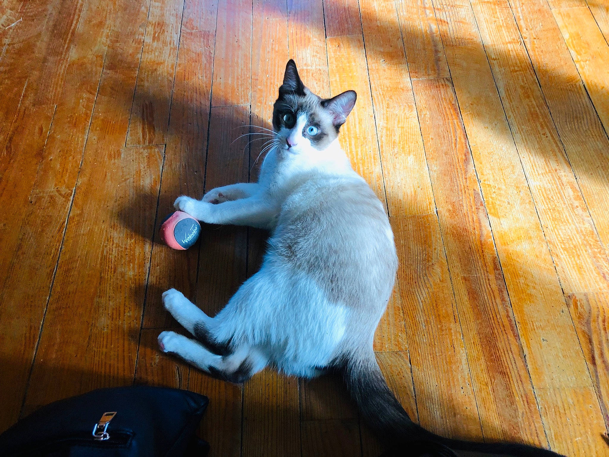 Phénix a rejoint le concours — aidez-le/la à gagner de superbes lots ! aegean_cat, carnivore, cat, domestic_short_haired_cat, european_shorthair, felidae, flooring, fur, japanese_bobtail, kitten, mammal, ojos_azules, paw, polydactyl_cat, small_to_medium_sized_cats, snowshoe, tail, whiskers, wood